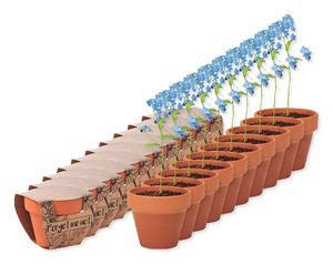 Pack of 10 GiftRetail MO6146 - FORGET ME NOT Charming Terracotta Pot with Forget Me Not Seeds